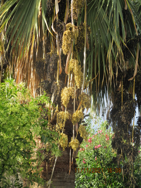 Washingtonia robusta - Page 5 Vila_012