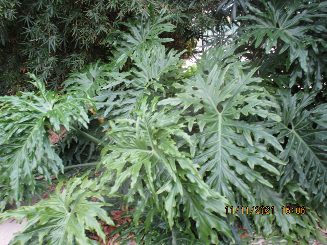 Philodendron bipinnatifidum - selloum - Page 3 Vila_017
