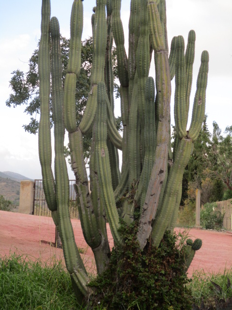 Identification cactus = Echinopsis pachanoi Villag16