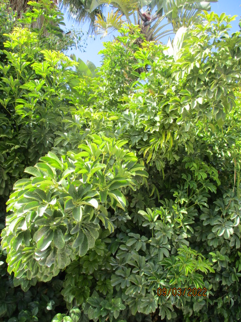 Schefflera arboricola Vivero22
