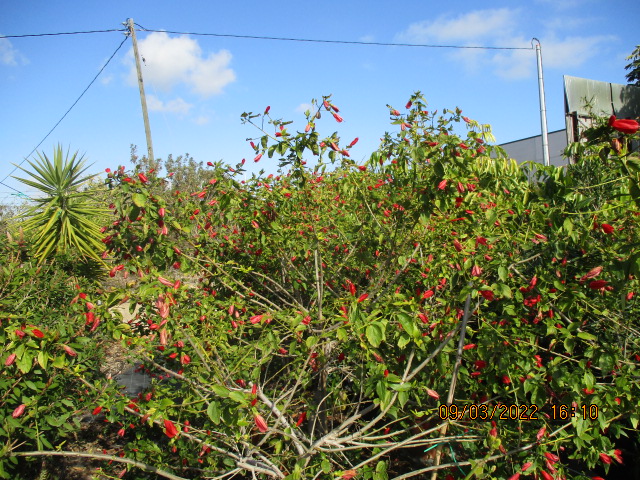 Malvaviscus arboreus - hibiscus piment, hibiscus dormant - Page 2 Vivero27