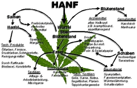 Cannabis Hanf10
