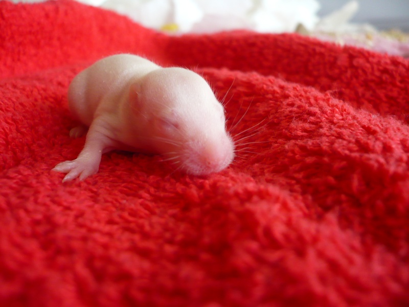 6 ratons mâles albinos à adopter [06] Na4_310