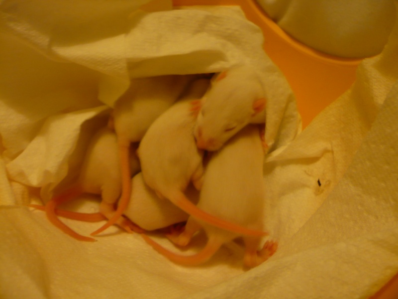 6 ratons mâles albinos à adopter [06] P1050510