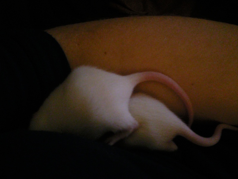 6 ratons mâles albinos à adopter [06] Photo017