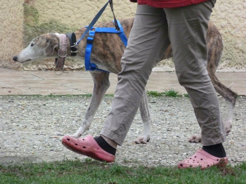 Comotu galga squelettique de Mérida "Scooby France " Adoptée  - Page 3 15389410