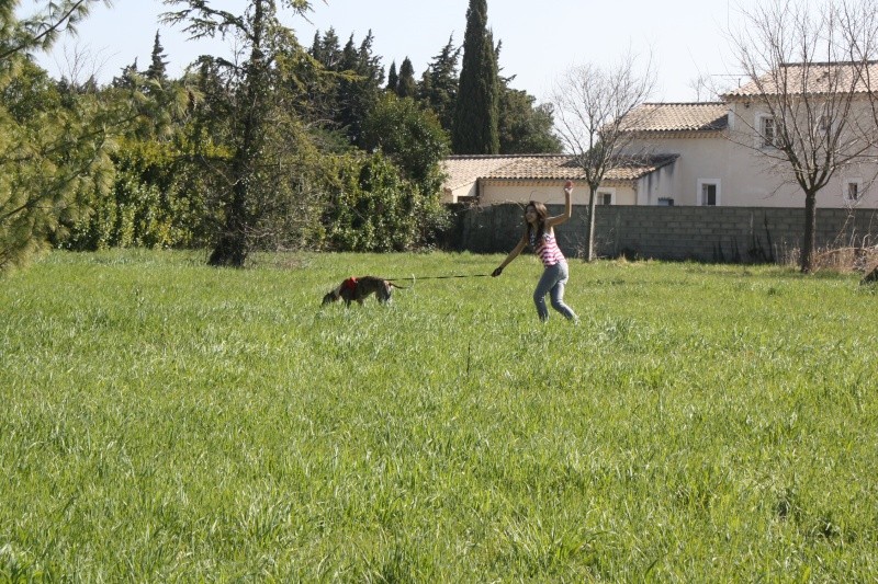 Izan galgo mâle à l'adoption  Scooby France –  Adopté ! - Page 15 Img_6326