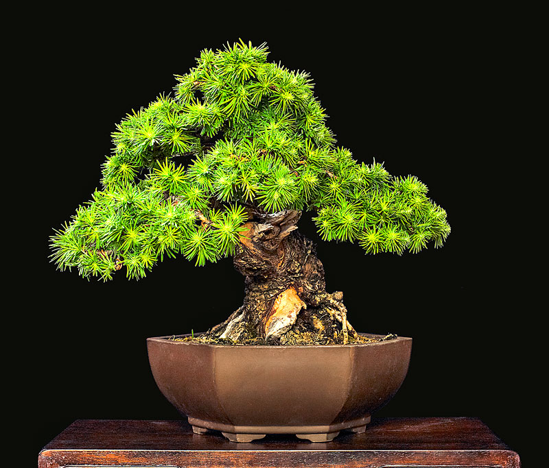 2014 41ST UPSTATE NEW YORK BONSAI EXHIBITION Tree-110