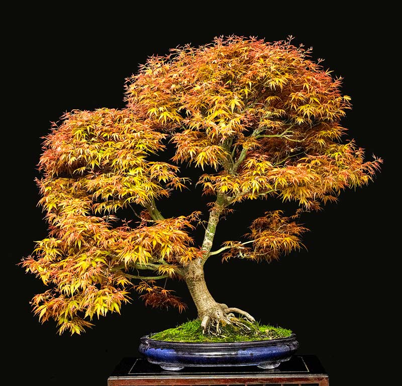 2014 41ST UPSTATE NEW YORK BONSAI EXHIBITION Tree-210