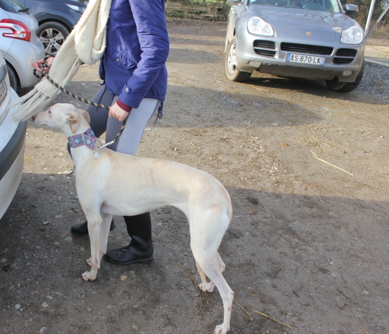 Nieves, une petite galga pleine de douceur!SOS LEVRIERS   Adoptée - Page 7 Nieves23