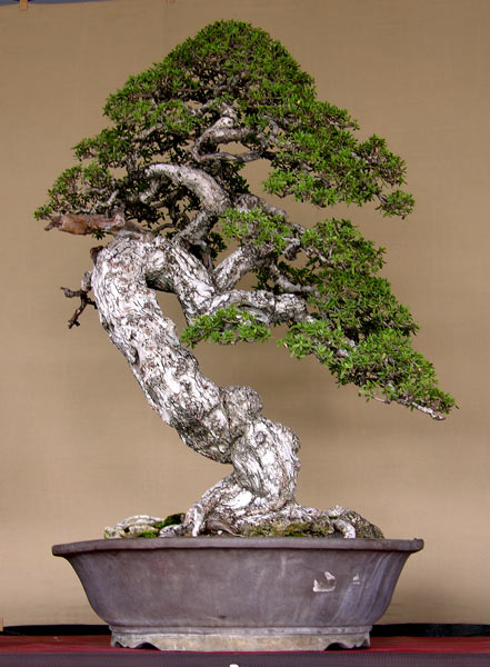 Indonesian Bonsai 131010