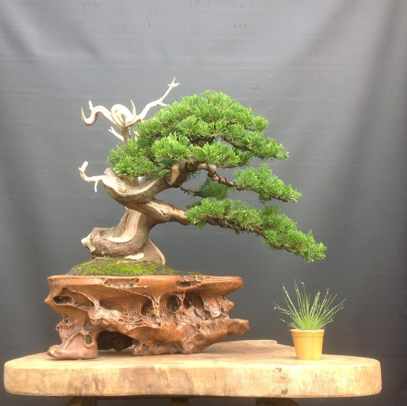  Indonesian  Bonsai  Page 3