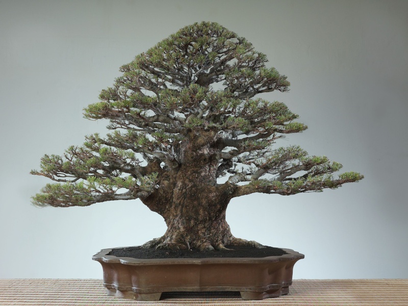 Indonesian Bonsai Cemara10