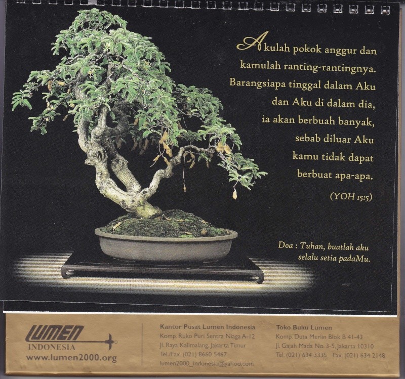 My new bonsai calendar Febrar10