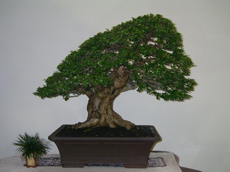 Indonesian Bonsai Hokian10