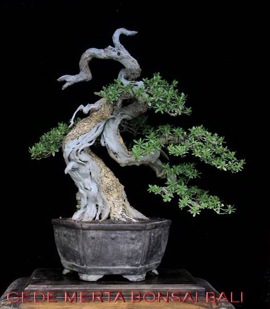 Indonesian Bonsai - Page 3 Pemphi14