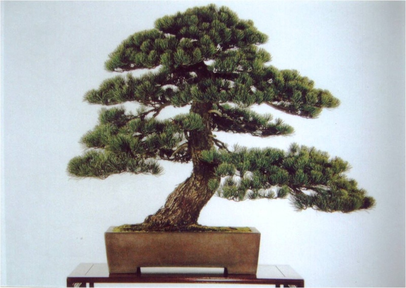 Indonesian Bonsai - Page 2 Pinus_10