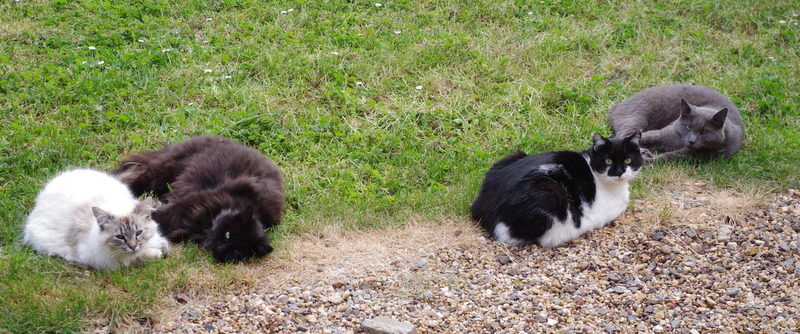 LES FELINS TALENSACOIS - site près de 35160 Talensac Isatis11