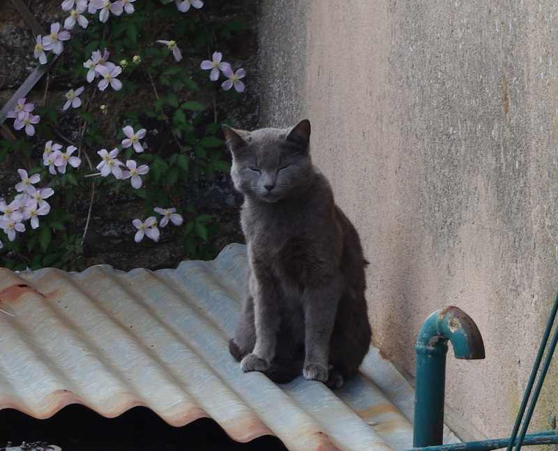 LES FELINS TALENSACOIS - site près de Talensac (35) Isis10