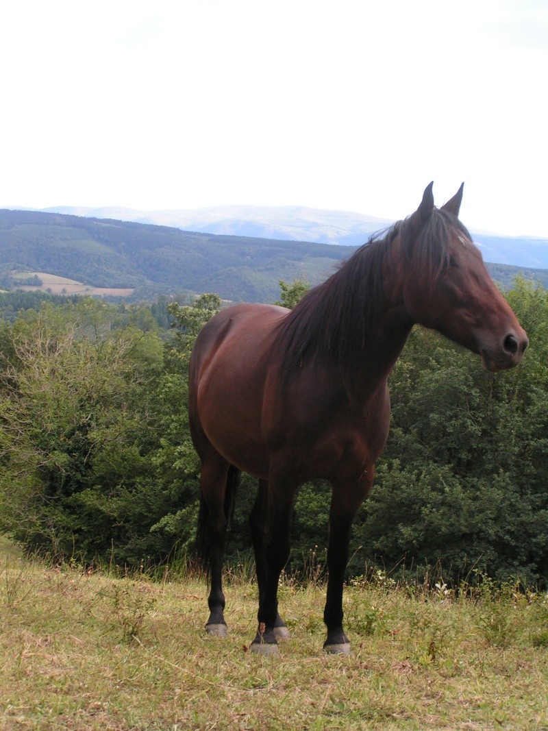 Les chevaux de la Borio Pict0013