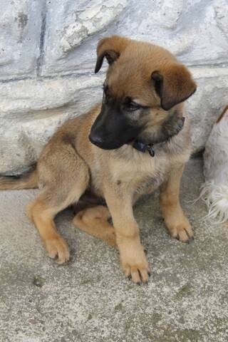 Jarod Chiot Type Malinois D Environ 3 Mois Reserve