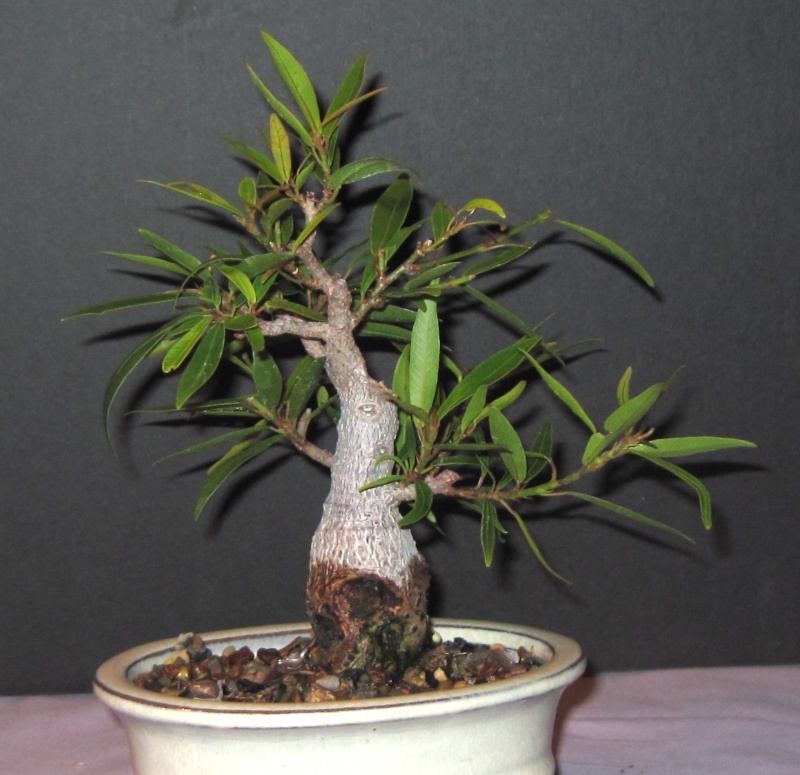 Shohin Willow Leaf Fig August10