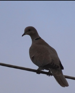 L'oiseau perché Captur10