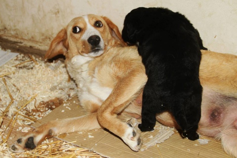 MIMI - Née 2011 - 12 kg - ex chienne errante aimerait trouver sa famille - (REAA) 10011410