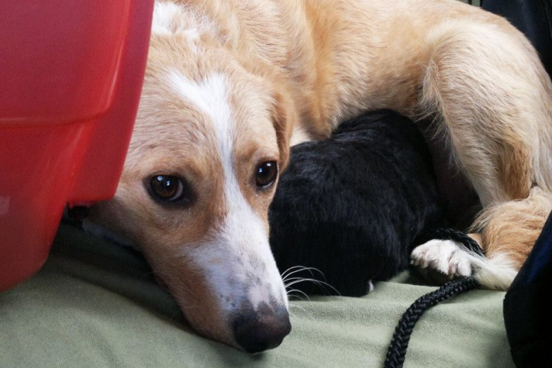 MIMI - Née 2011 - 12 kg - ex chienne errante aimerait trouver sa famille - (REAA) 39153910