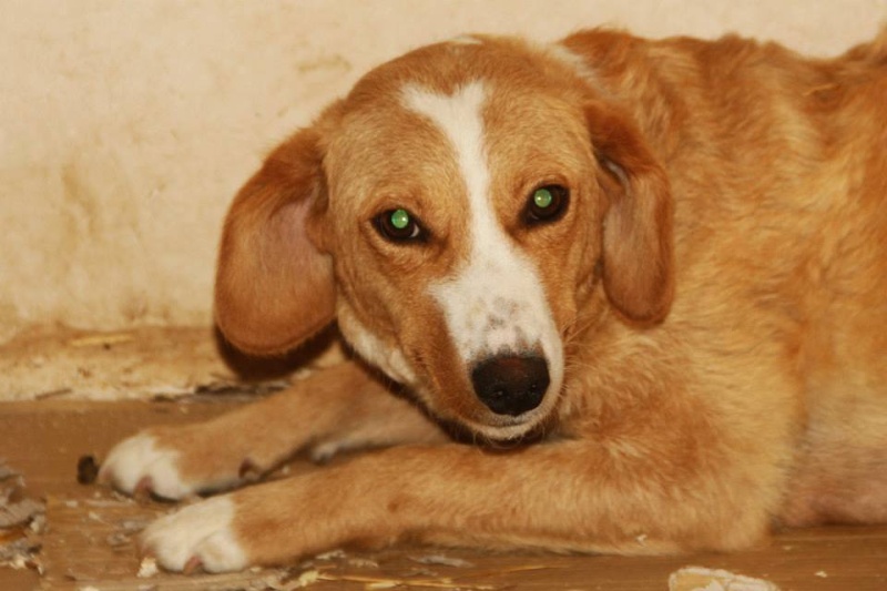 MIMI - Née 2011 - 12 kg - ex chienne errante aimerait trouver sa famille - (REAA) 96970910