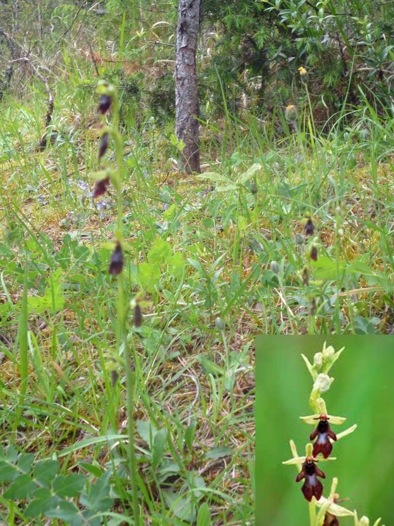 Zygène et orchidées au Puy Turlau Orphys10