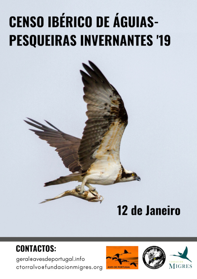 censo águia pesqueira - Censo Ibérico de Águias-pesqueiras Invernantes '19 Cartaz11