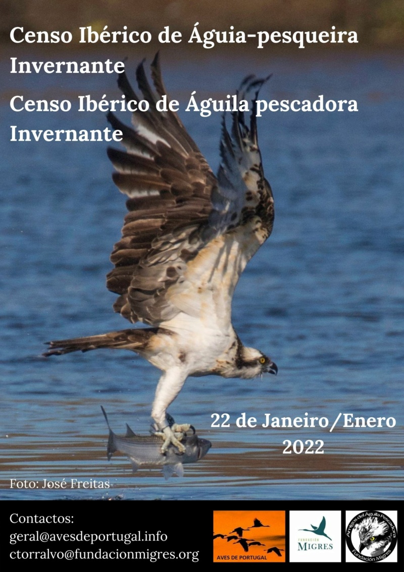 Censo ibérica - Censo Ibérico de Águia-Pesqueira Invernante – 22 de Janeiro de 2022 Censo_14