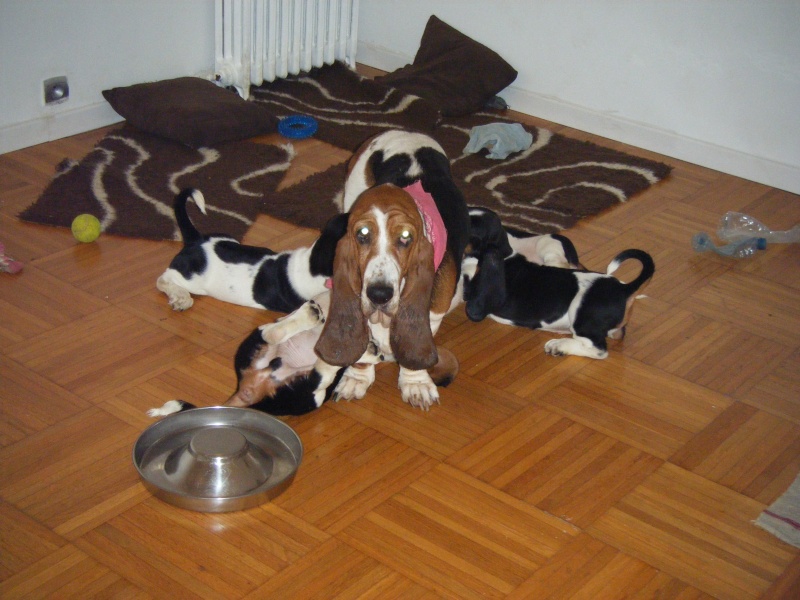 les bébés d'EASY et DAGOBERT du jardin d'Ardennes ... - Page 2 Chiot100