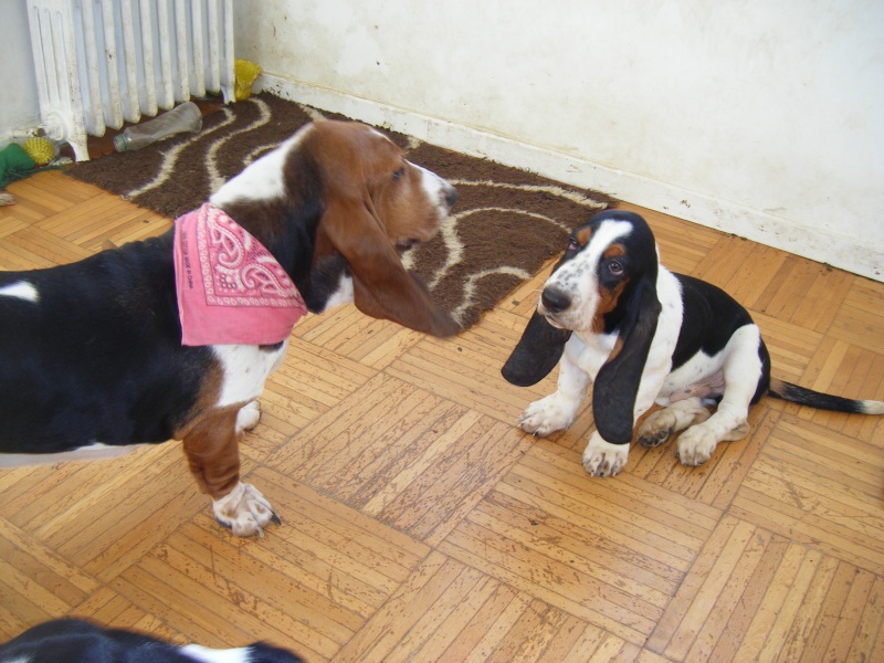 les bébés d'EASY et DAGOBERT du jardin d'Ardennes ... - Page 3 Chiot170