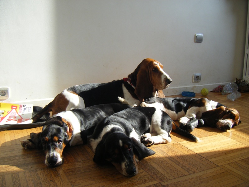 les bébés d'EASY et DAGOBERT du jardin d'Ardennes ... - Page 4 Chiot171