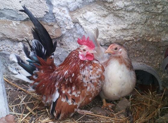 LES POULES ET L'ENVIRONNEMENT - Page 4 005_610
