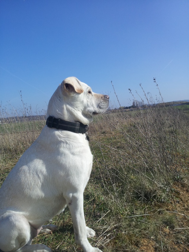 Thena et Chiffon, mes deux petits culs 20140312