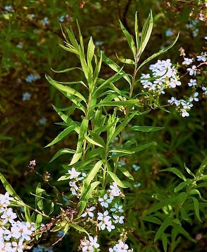 Spiraea thunbergii 492px-10