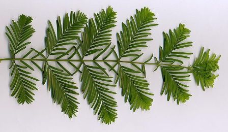 Metasequoia glyptostroboides – métaséquoia du Sichuan 800px-17