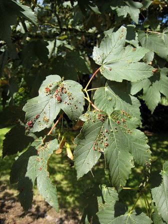 Acer pseudoplatanus – érable sycomore, faux platane Acer_p12