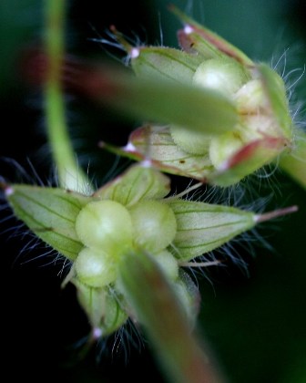 Geranium sanguineum, Muscari, Elaeagnus umbellata [devinette] Dev_2_10