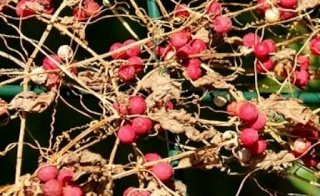 Hebe ochracea, Bryonia cretica, Aethusa cynapium, Poncirus trifoliata [devinette] Dev_2_13