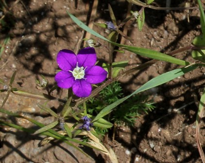 Legousia speculum-veneris, Acer griseum, Ludwigia peploides [devinette] Legous10