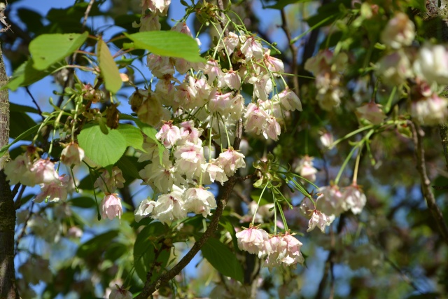 Prunus serrulata - cerisiers à fleurs du Japon Prunus12