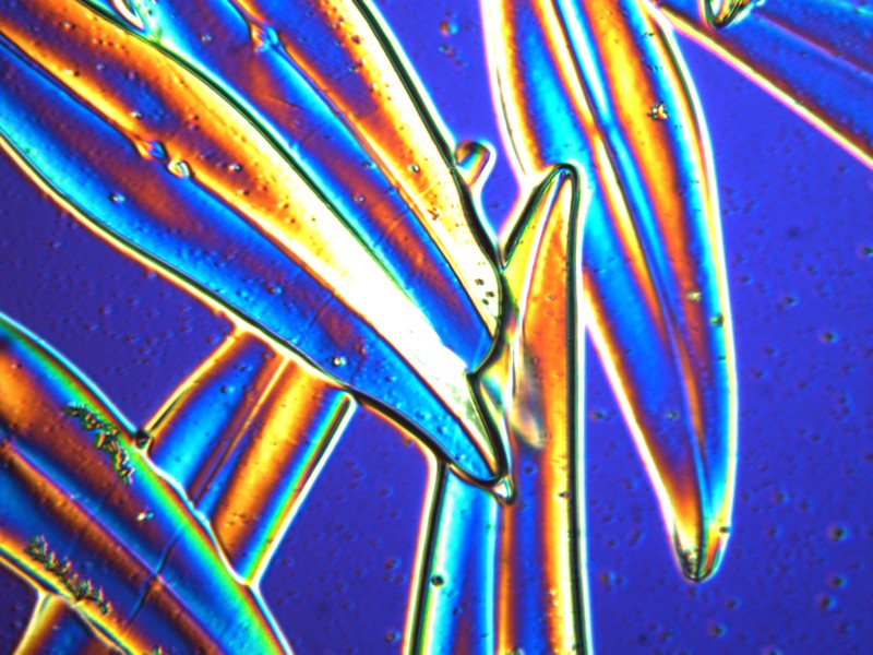 Microscopie 2013 - Page 5 Diatom10