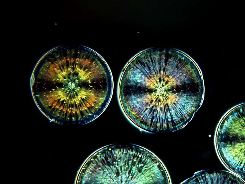 Microscopie 2014 Mcaptu26