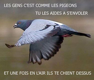 LE DICTON DU JOUR - Page 10 Pigeon10