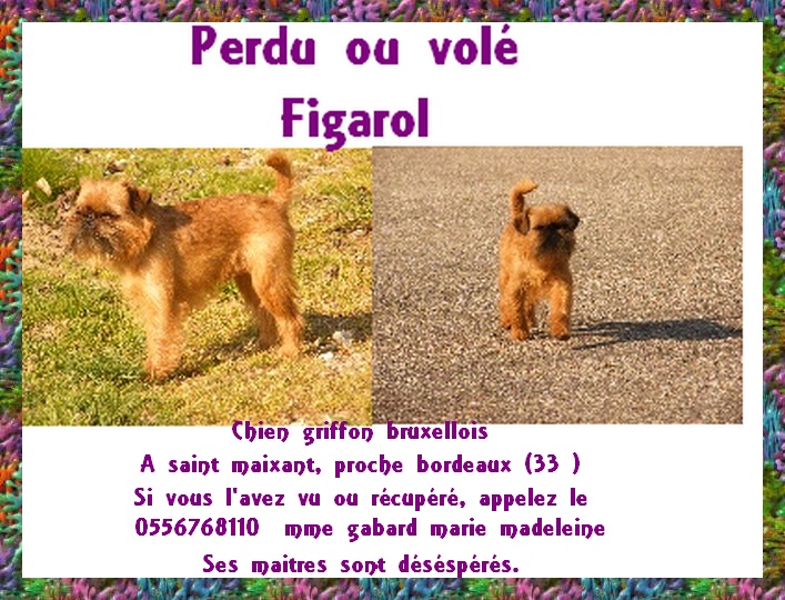 fIGAROL A DISPARU (region bordeaux) !!!!!!!!!!!!!!!!! Figaro10