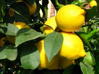 Les bienfaits du Citron Citrus10
